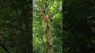 Беличий спецназ: операция - выгнать сойку 🐦🐿️ #белка #сойка #wildlife #cute #squirrel #birds
