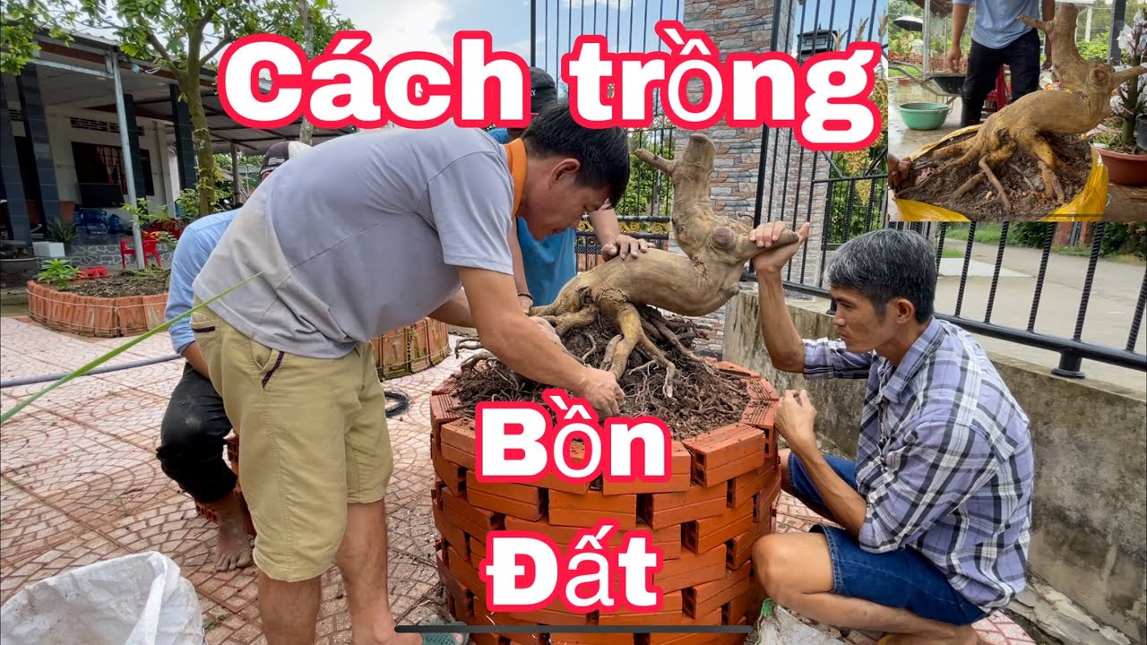 Cách xử lý trồng bồn đất cơ bản,để nuôi cây mai bonsai  ,đạt hiệu quả,lh 0399488871