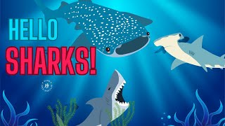 Hello Sharks! - VLMD Cool Kids Club