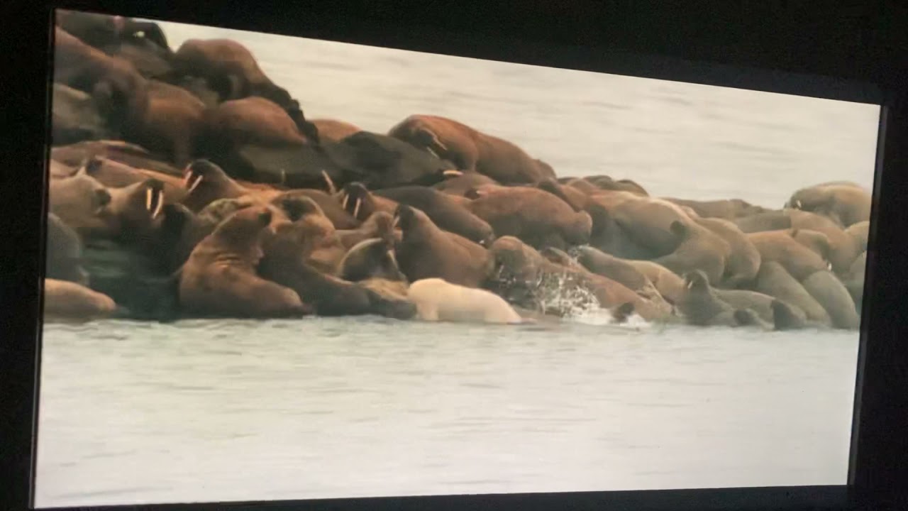 Arctic tale 2007: auntie walrus sacrifices her life to save walrus pup!