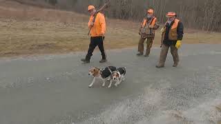 A Two Location Day With The Beagles. by B**S**** Beagle Club 342 views 1 year ago 6 minutes, 42 seconds