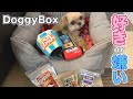 【犬 ドギボ】無添加おやつの干しイワシと粗挽き馬肉 DoggyBox11月号 チワワ×シーズー