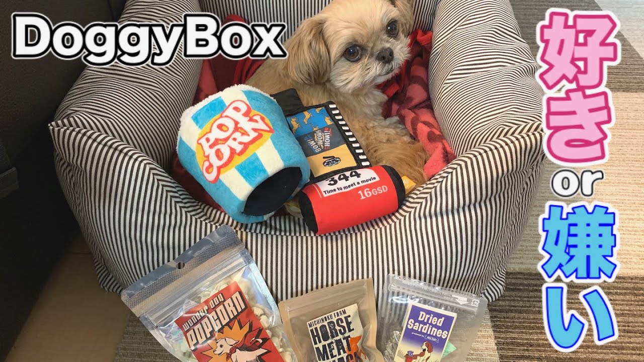 犬 ドギボ 無添加おやつの干しイワシと粗挽き馬肉 Doggybox11月号 チワワ シーズー Youtube 犬 ドギボ 無添加おやつの干しイワシと粗挽き馬肉 Doggybox11月号 チワワ シーズー Youtube