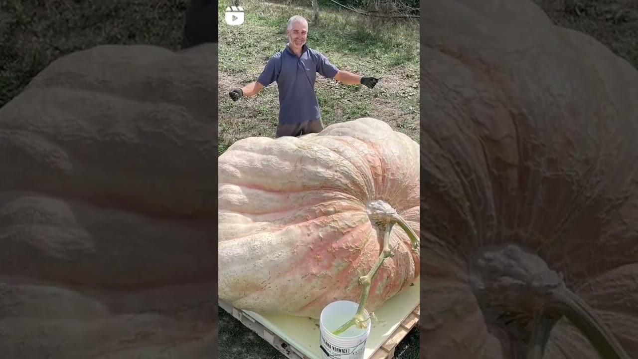 Guinness world record | Heaviest pumpkin 🎃 1226 kg grown by stefano cutrupi 🇮🇹