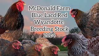 Blue Laced Red Wyandotte Breeding Stock 2024