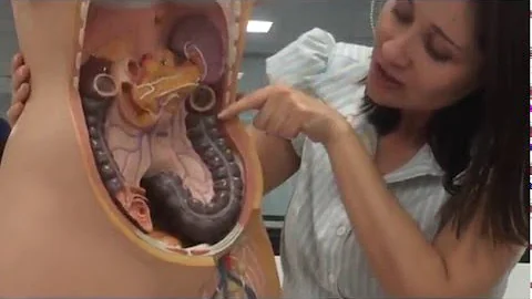¿Qué órganos se encuentran detrás del ombligo?