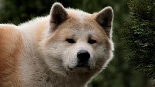 Akita Dog Breed by The Dogs 66,903 views 7 years ago 20 minutes