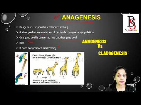 What is  Anagenesis & Cladogenesis ?