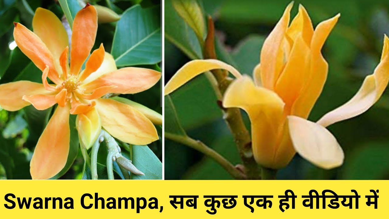 How Grow And Care Fertilizer Swarna Champa Plant YouTube How Grow And Care Fertilizer Swarna Champa Plant YouTube