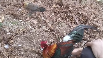 Bẫy gà rừng miền bắc mới nhất 2023