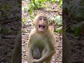 Awesome monkeys  enjoy watching new of abandon monkeys  daily life babies monkey