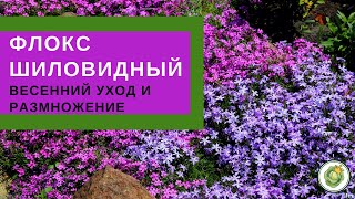 ФЛОКС ШИЛОВИДНЫЙ - весенний уход и размножение