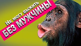 видео: 11 Остервенелых макак учат паразитизму.. картинка: 11 Остервенелых макак учат паразитизму..