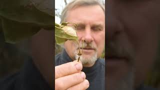 Посылка Смотрите Видеоротшильдия