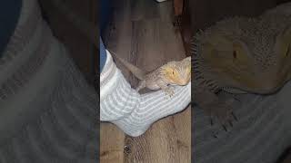 LIZARD & A SOCK ? beardeddragon cuteanimals