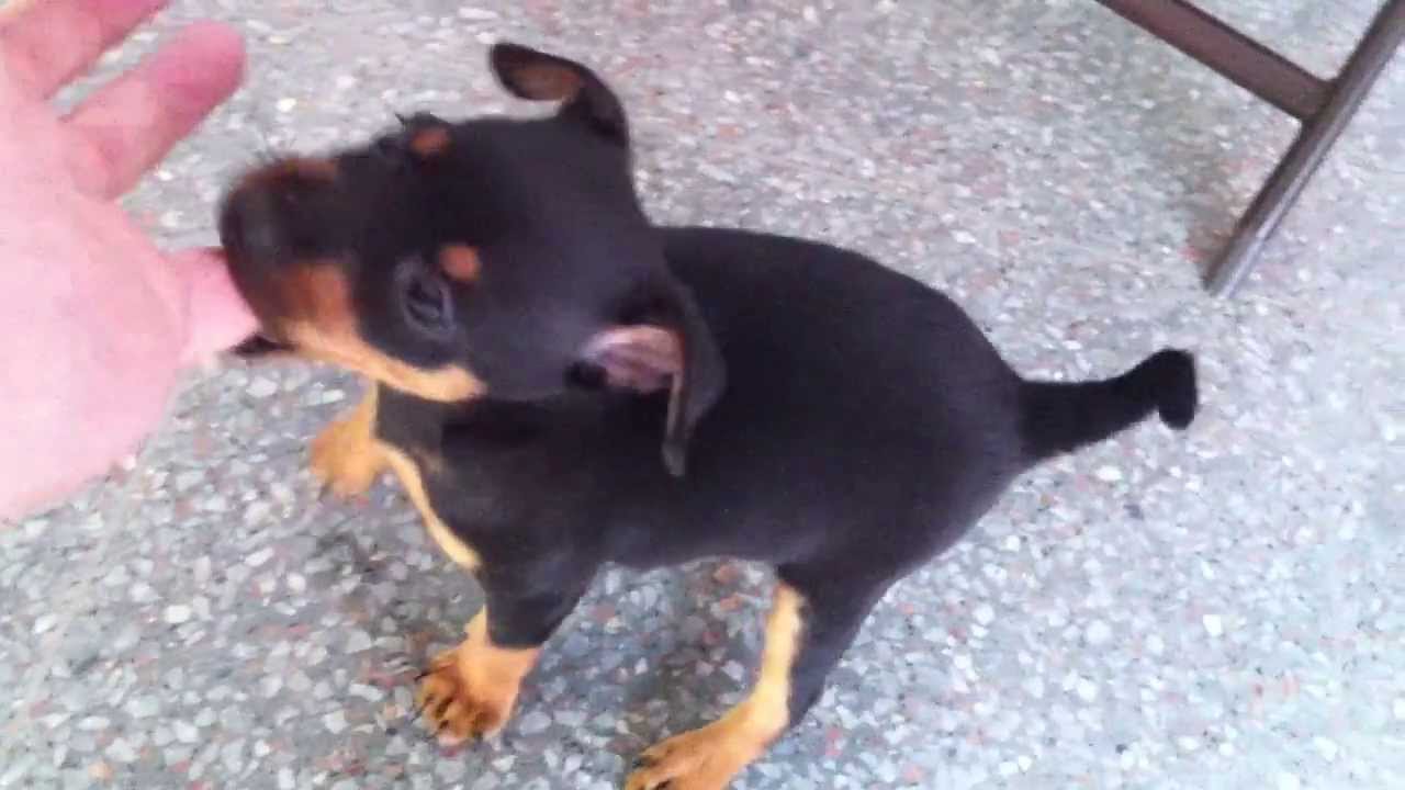 Pinscher Miniatura Mini Pinscher Miniature Pinscher Youtube