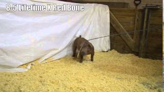 8-5 Duroc Gilt