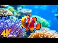Aquarium 4K VIDEO (ULTRA HD) 🐠 Sea Animals With Relaxing Music - Rare &amp; Colorful Sea Life Video
