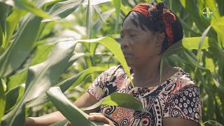 “Blessings” – a documentary on farmer development in South Africa