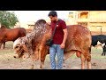 Brahman Bulls Pakistan - Karmawala Cattle Farm 2019