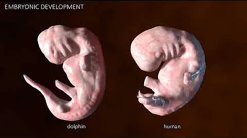 Human vs dolphin embryo.