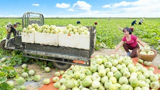 Harvesting 1000 Honeydew Melon, Use 3-wheeled Truck Transport Honeydew Melon Go To Market Sell