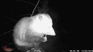 Opossum munching a mouse