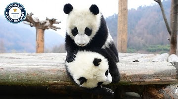 Twin PANDAS Break a Record | Guinness World Records
