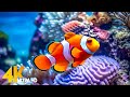 Aquarium 4K VIDEO (ULTRA HD) 🐠 Beautiful Coral Reef Fish - Relaxing Sleep Meditation Music