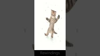 Cat Image Dance - Rewinding #catdance #funnycats