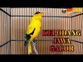 Kepodang Jawa Kepodang Emas Gacor Suara Pancingan Burung Kepodang Lain Ikut Bunyi Gogor Mp3 - Mp4 Download