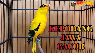 KEPODANG JAWA || KEPODANG EMAS GACOR SUARA PANCINGAN BURUNG KEPODANG LAIN IKUT BUNYI 'Gogor'