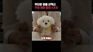 강아지 여름 산책시 주의할 점 4가지와 산책용품 #강아지 #반려견 #강아지산책 #여름산책 #진드기