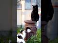 ここはにゃん達の遊び場　Cats playground