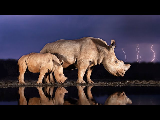 Kruger rain u0026 thunder sounds | Lake Panic #4, KNP, South Africa - African night nature sounds 🌍141 class=