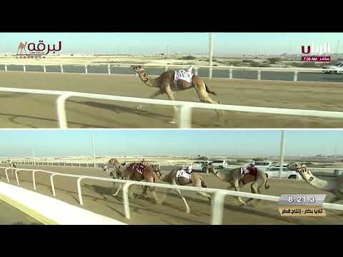 ش7 الصخيف ل ناصر سالم الهولي النعيمي مهرجان الأمير الوالد19 2 2025ص ثنايا بكار إنتاج قطر 12 41 99