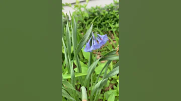 I live for this 🙏🏼🥰 #spring #nature #godisgood #garden #flowers