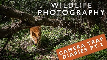 Camera Trap Diaries Pt.2 | Finding a New location | Jackals,  Foxes, Stone Martens & Badgers