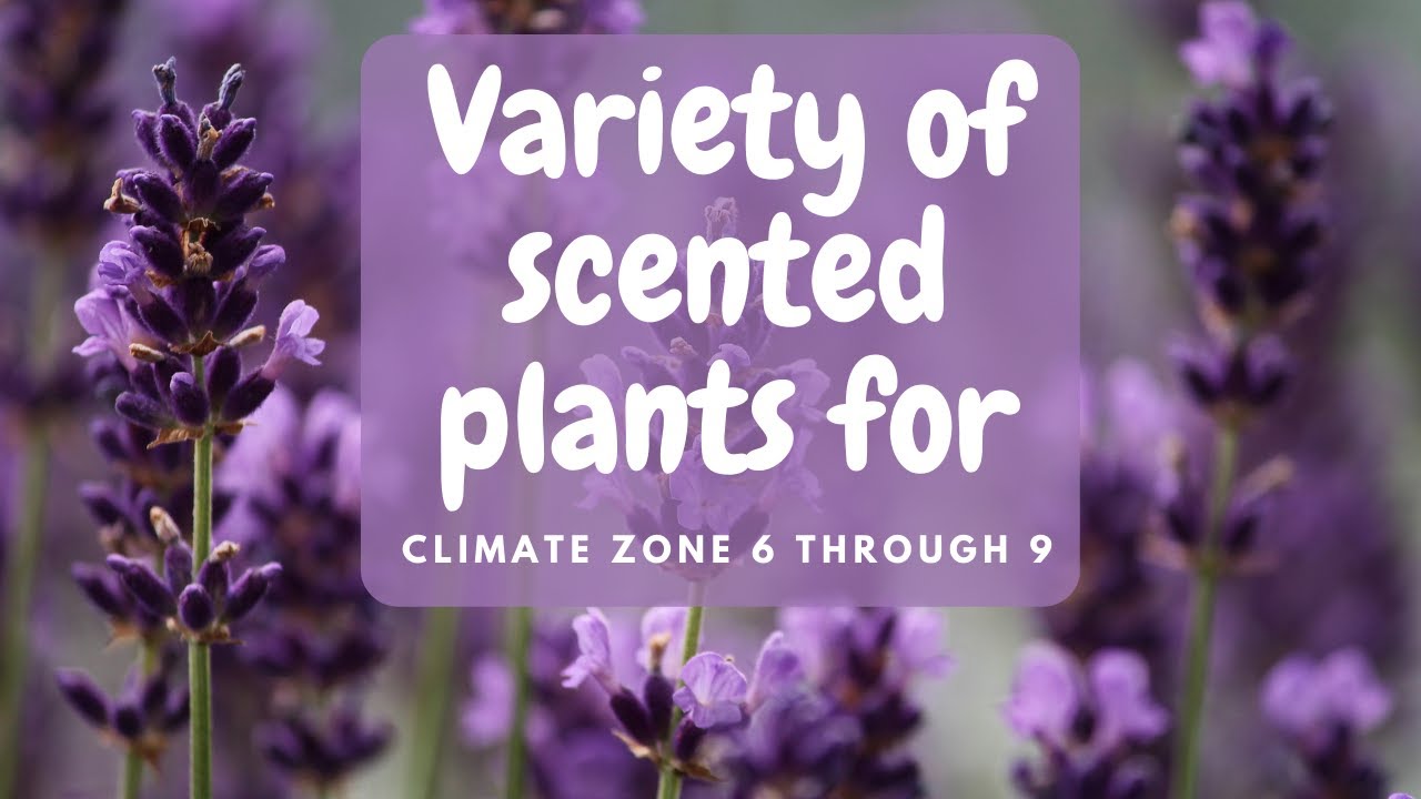 17 scented plants for a UK garden YouTube
