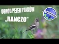 Ogród pełen ptaków - RANCZO