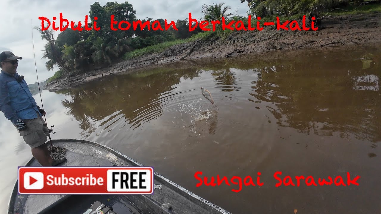 Томан много раз издевался в Сунгай Сараваке.