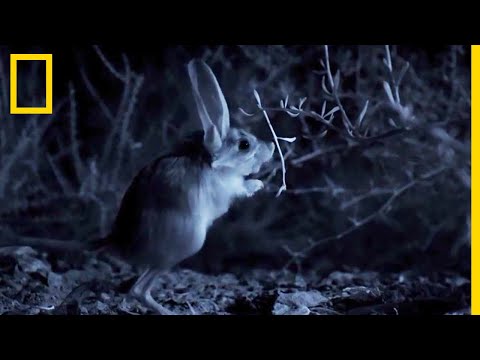 Vidéo: Gerboise à longues oreilles : description avec photo