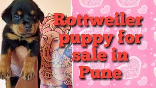 Dog for sale in Pune, Maharashtra ! Rottweiler puppy