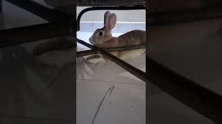 Cute Bunny rabbit  status  cute rabbit ❤️shorts.pls subscribe