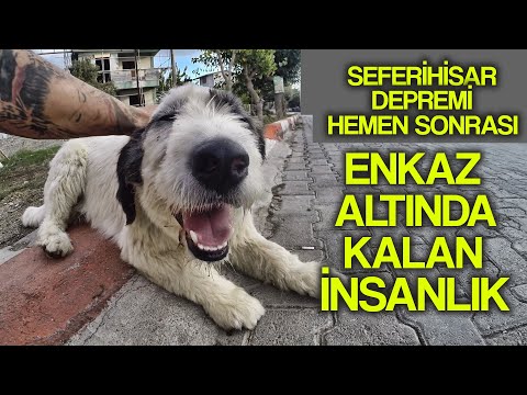 Video: Border Collie’nin Rüyası Tatili