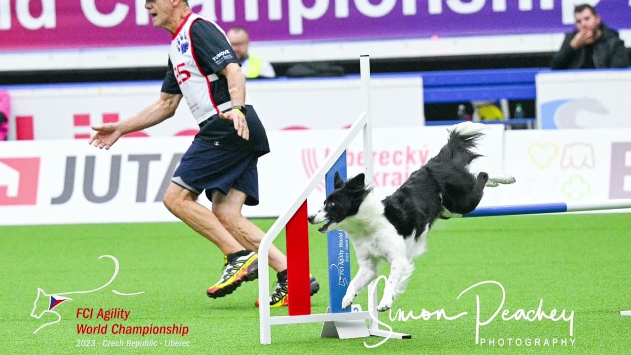 Seletiva para o FCI Agility World Championship 2023 – Brasil Agility,  classificações de championship 2023 