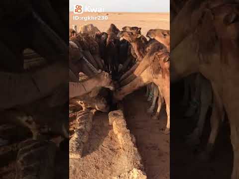 الفيوم بلدي
