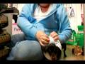 Puppy Bumpers Demo at Furry Tails Pet Boutique Puppy Bumpers Demo at Furry Tails Pet Boutique