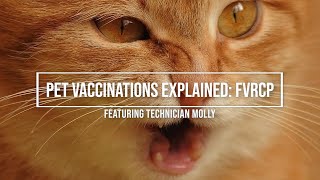 Vaccinations Explained: Feline Upper Respiratory (FVRCP)