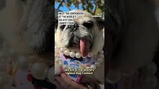 Meet the contenders at the World’s Ugliest Dog competition